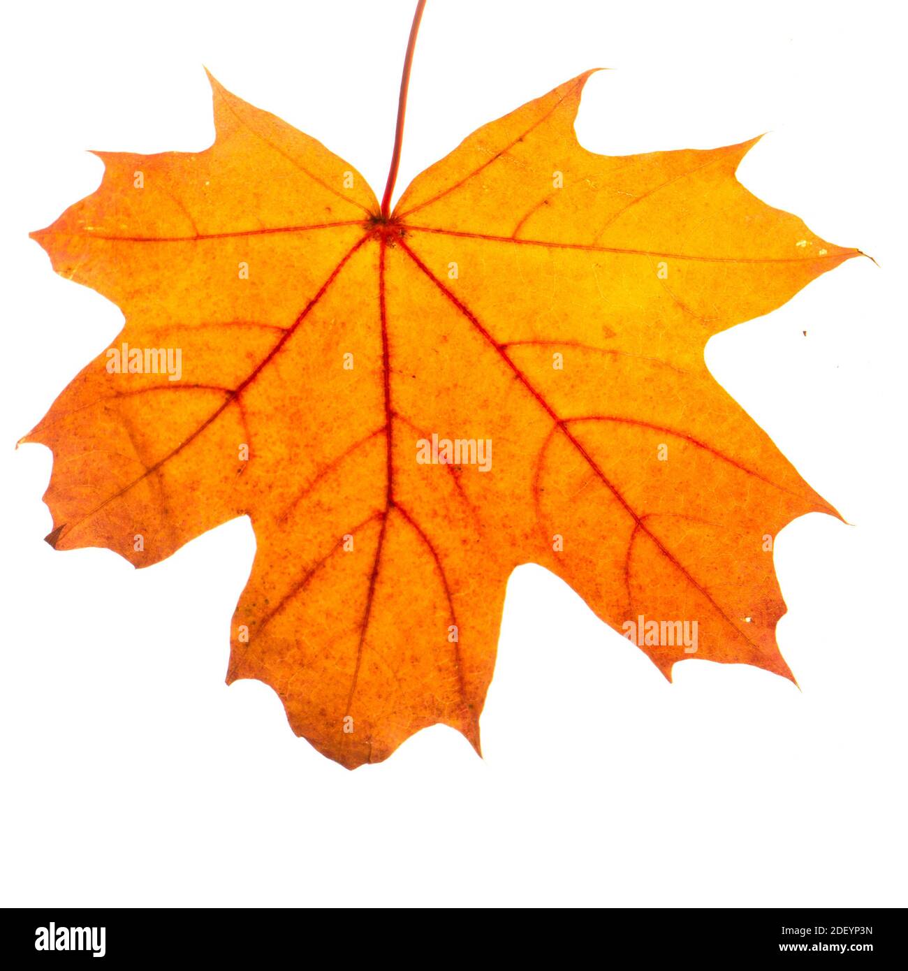 autumn maple leaf isolated on white background Stock Photo - Alamy