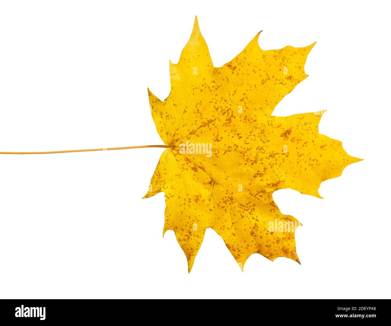 autumn maple leaf isolated on white background Stock Photo - Alamy