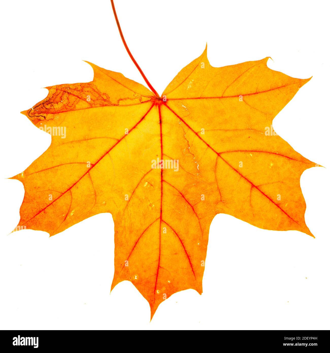 autumn maple leaf isolated on white background Stock Photo - Alamy
