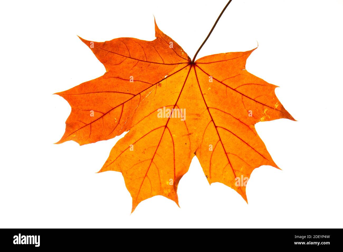 autumn maple leaf isolated on white background Stock Photo - Alamy