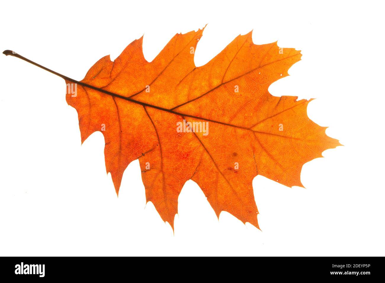 Yellow autumn leaf oak isolated on white background Stock Photo - Alamy