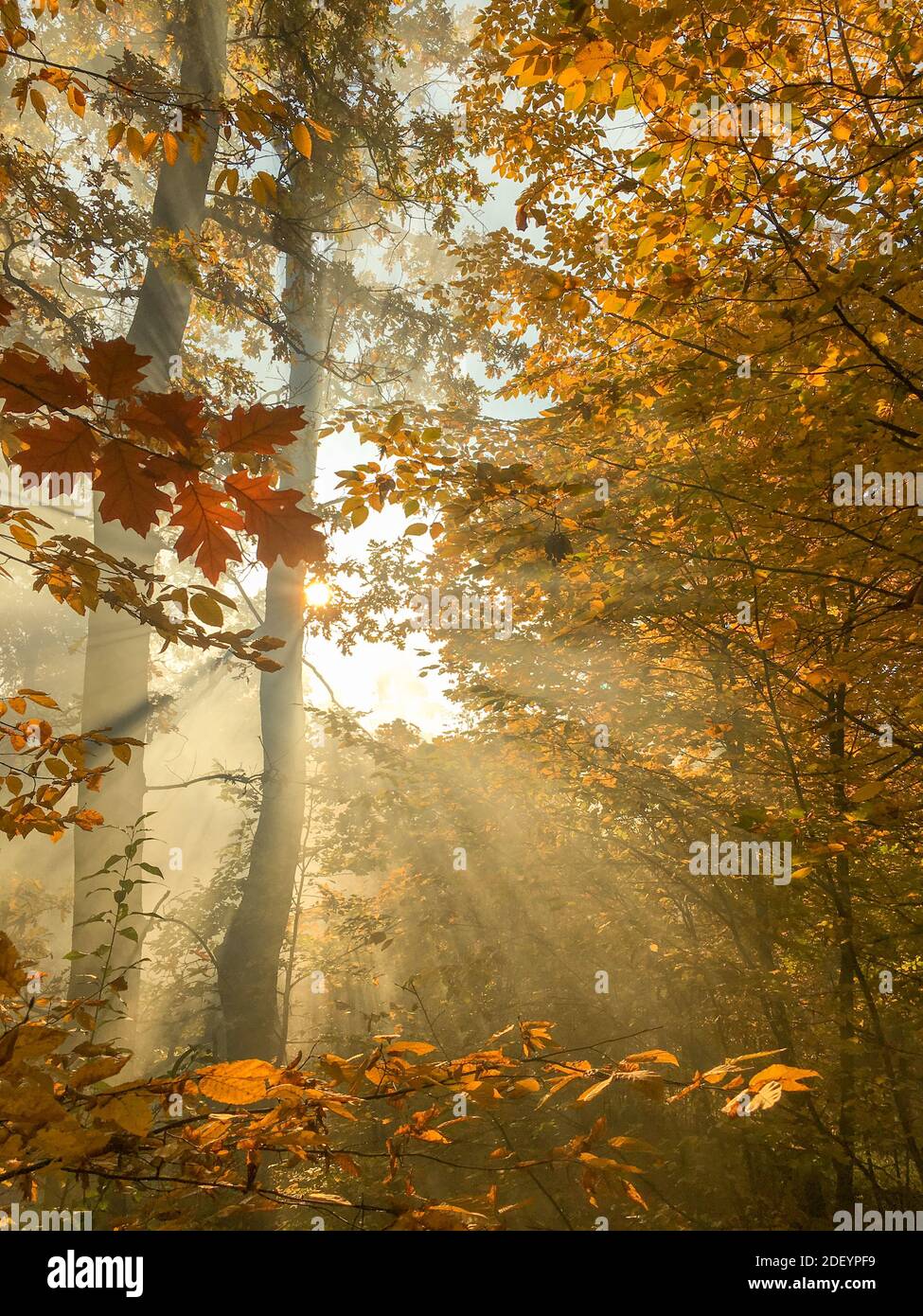Morning freshness in a beautiful autumn face, a ray of sunshine passes  through the branches of redays at dawn Stock Photo - Alamy