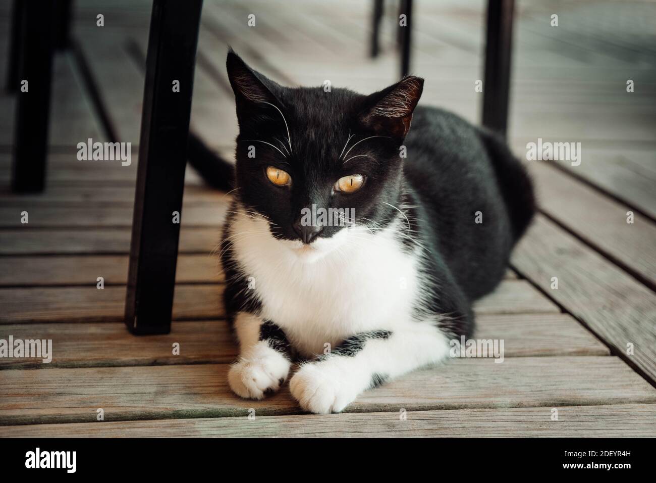 yellow-eyed cat laying on the wooden floor among the chairs Stock Photo