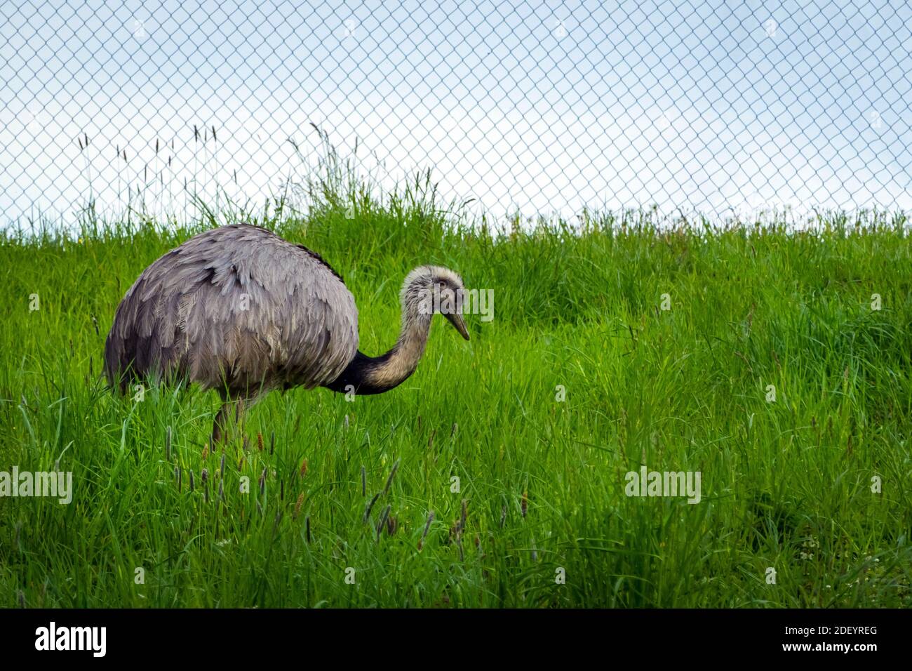 Ostrich walking on the grass in bird farm outdoor. Exotic emu bird in aviary outside Stock Photo