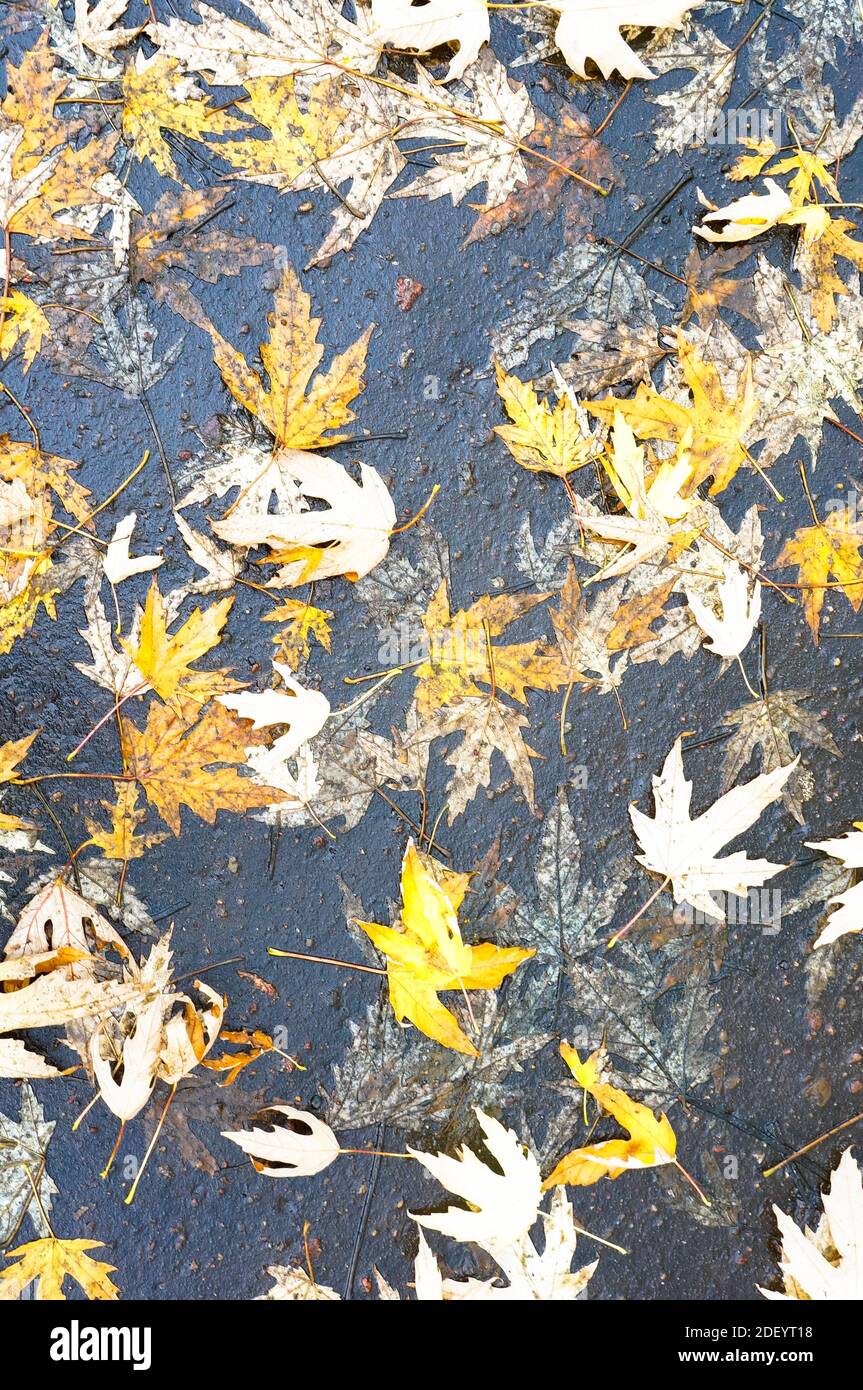 A vertical shot of dry autumn leaves on ground Stock Photo - Alamy