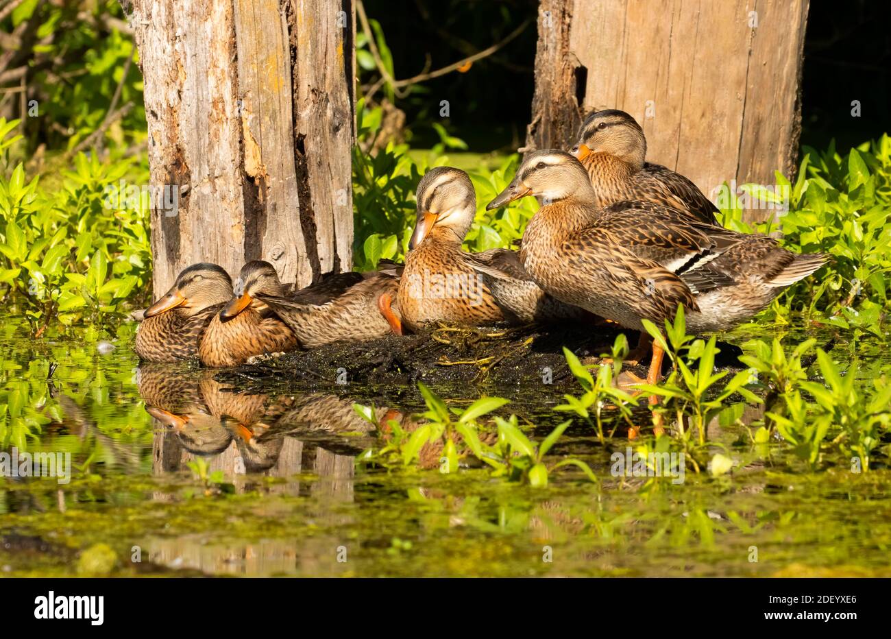 Simpson county hires stock photography and images Alamy
