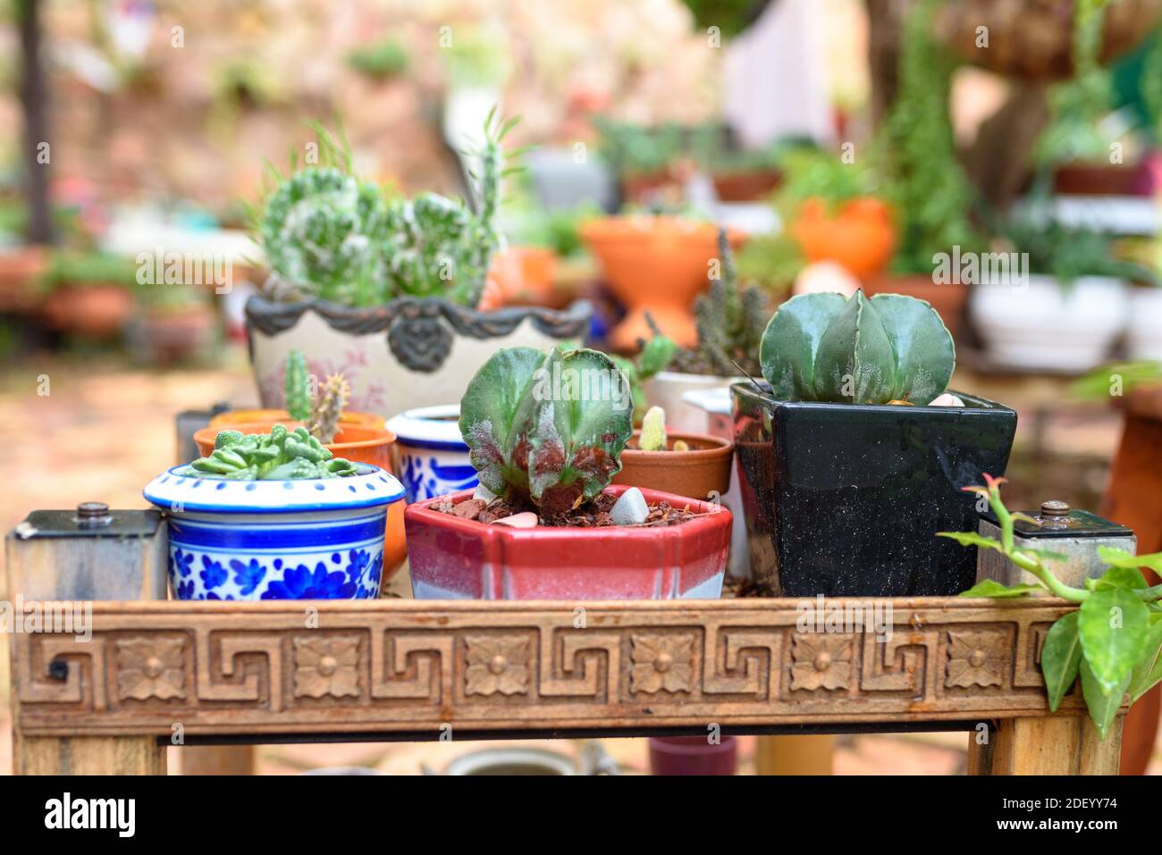 Succulent Cactus Plant In Garden. Small cactus in the flower pots at the market street. Stock Photo