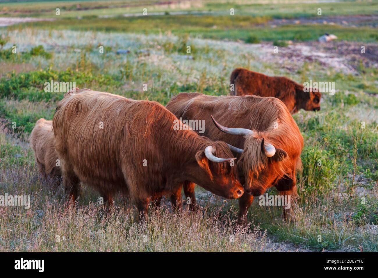 Highland cattle graze in a green meadow Stock Photo - Alamy