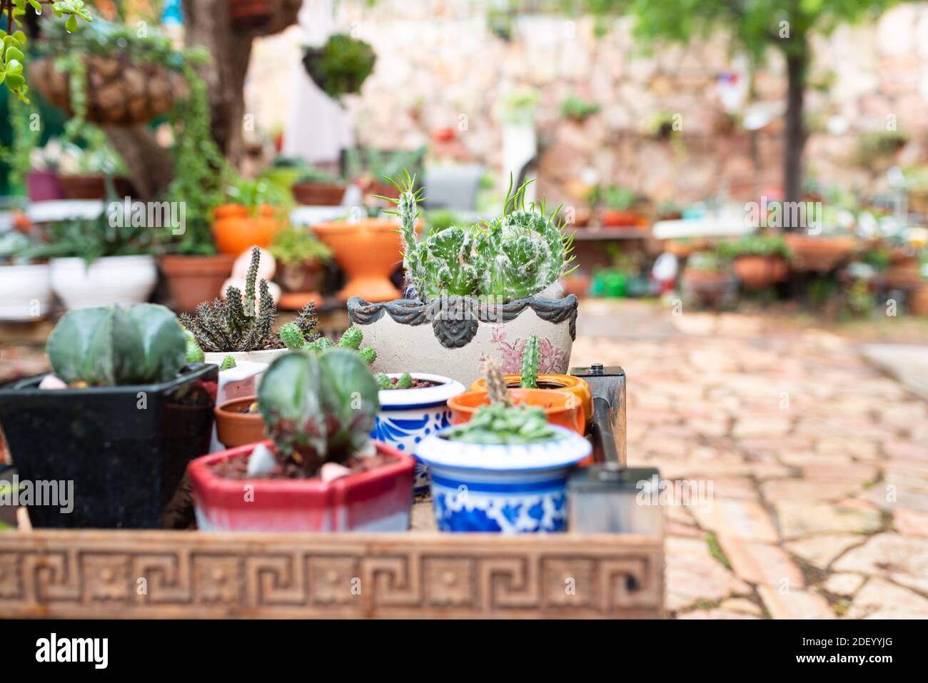 Succulent Cactus Plant In Garden.Small cactus in the pots on shelf at the market street. Selective focus of cactus. Stock Photo