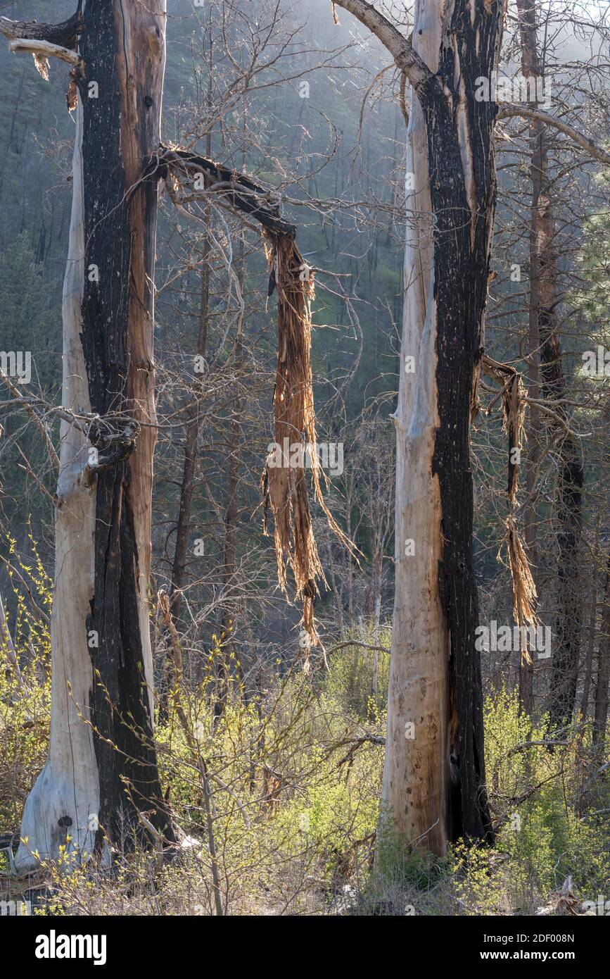 Peeling bark on trees burnt in the 2015 Grizzly Complex Fire, Wenaha River Canyon, Oregon. Stock Photo