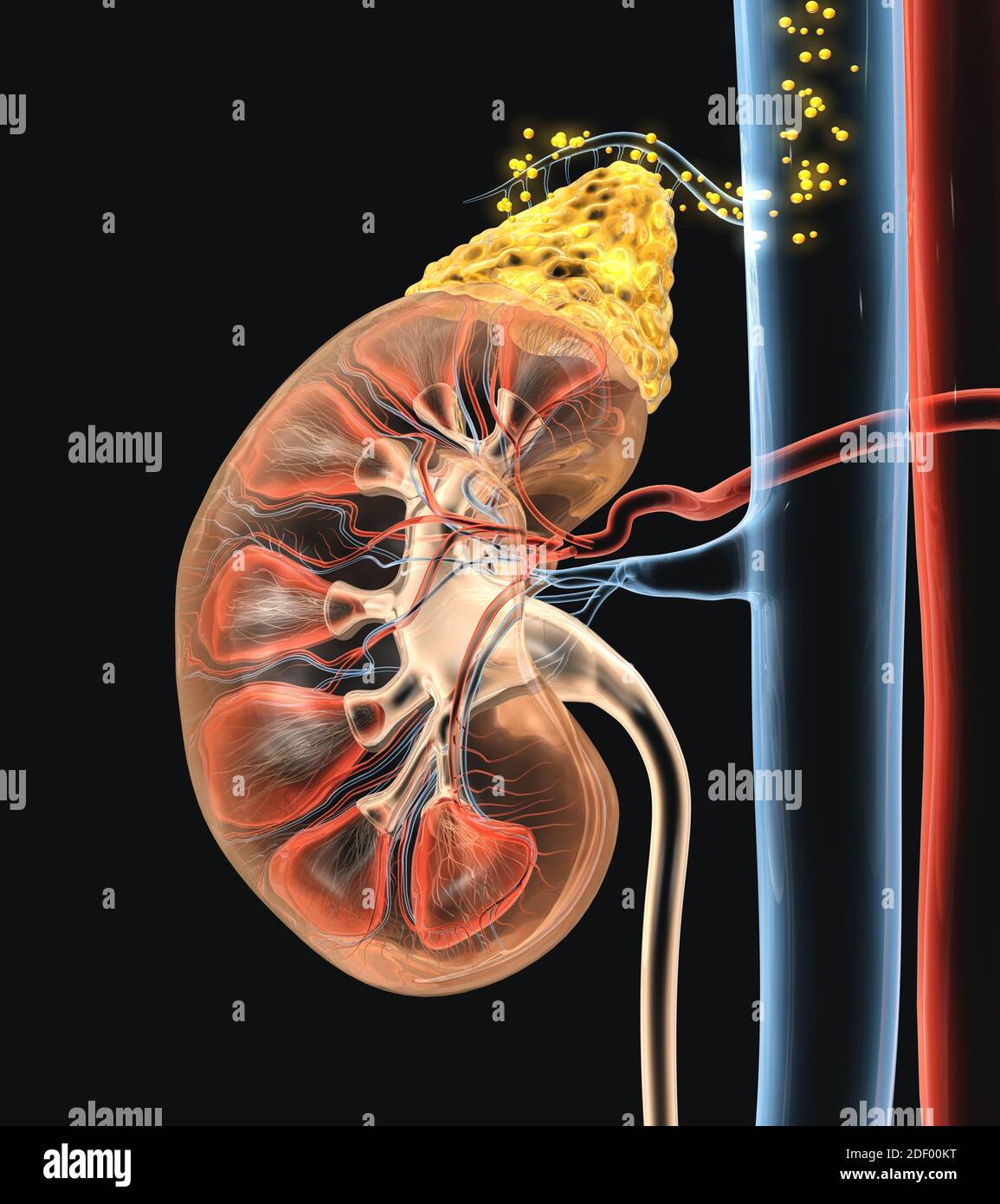 Human kidney with highlighted adrenal gland and hormones floating in