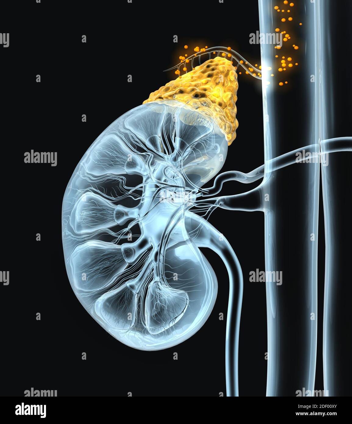 Human kidney with highlighted adrenal gland and hormones floating in