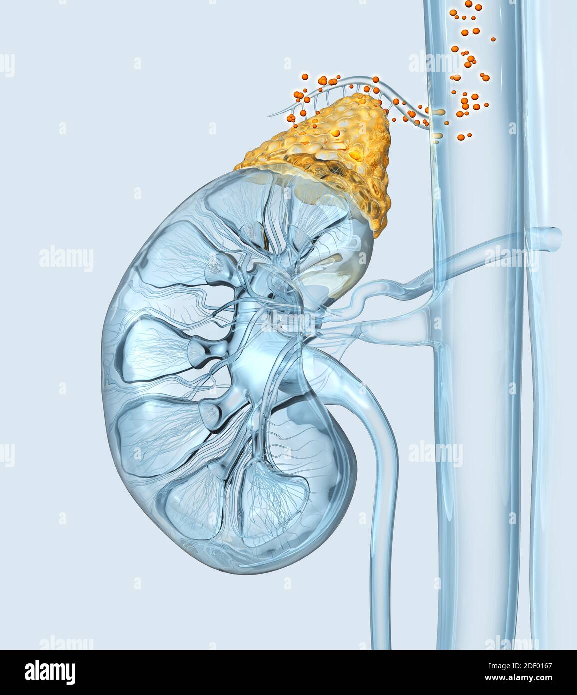 Human kidney with highlighted adrenal gland and hormones floating in