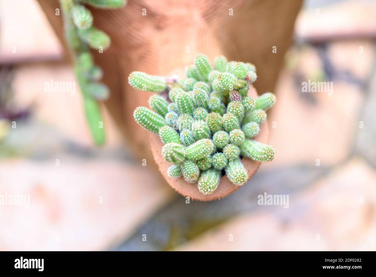 Cactus Plant In Garden. Cactus Plant In Flower Pot. Stock Photo