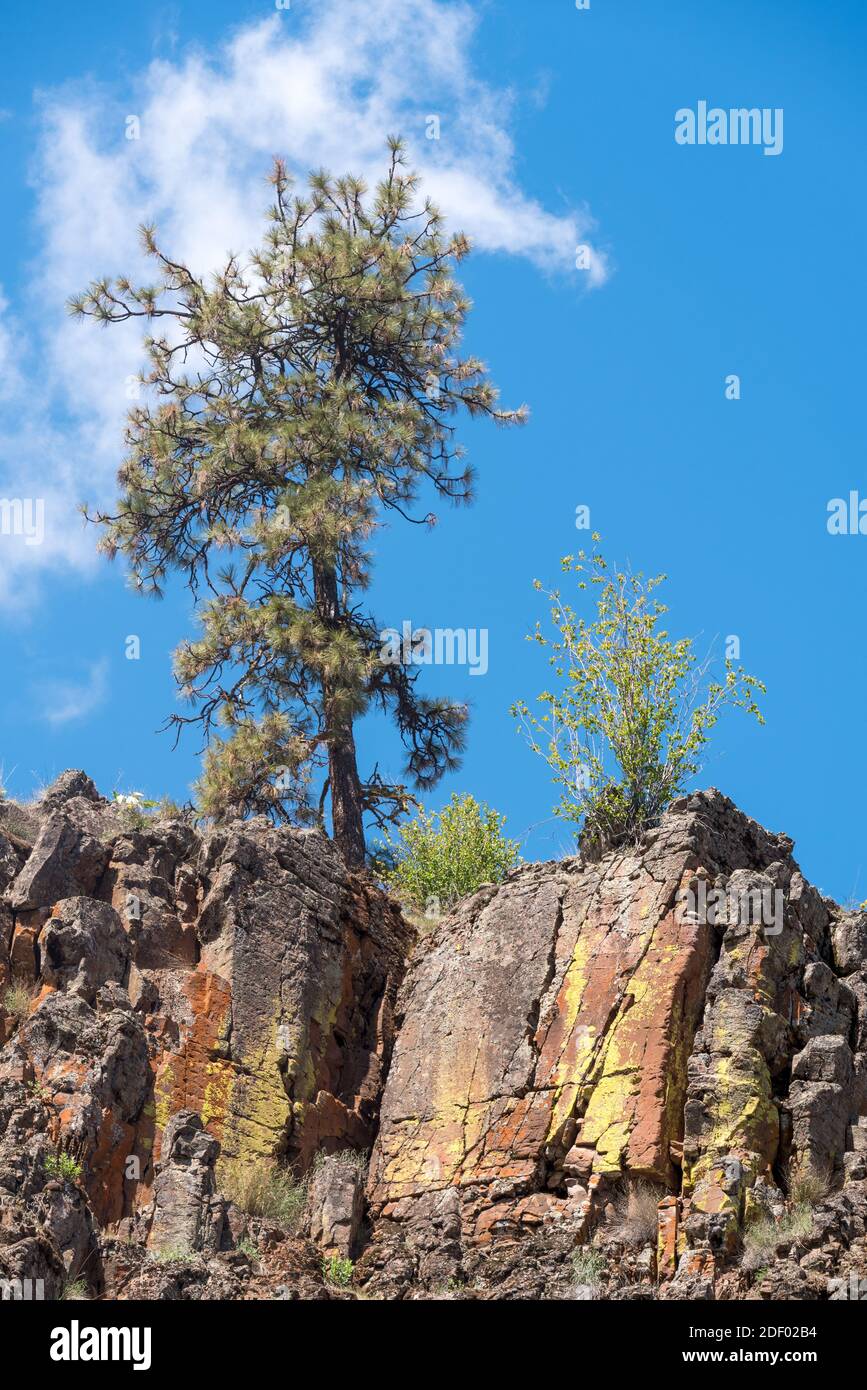 Ponderosa pine above basalt cliff, Wenaha River Canyon, Oregon. Stock Photo
