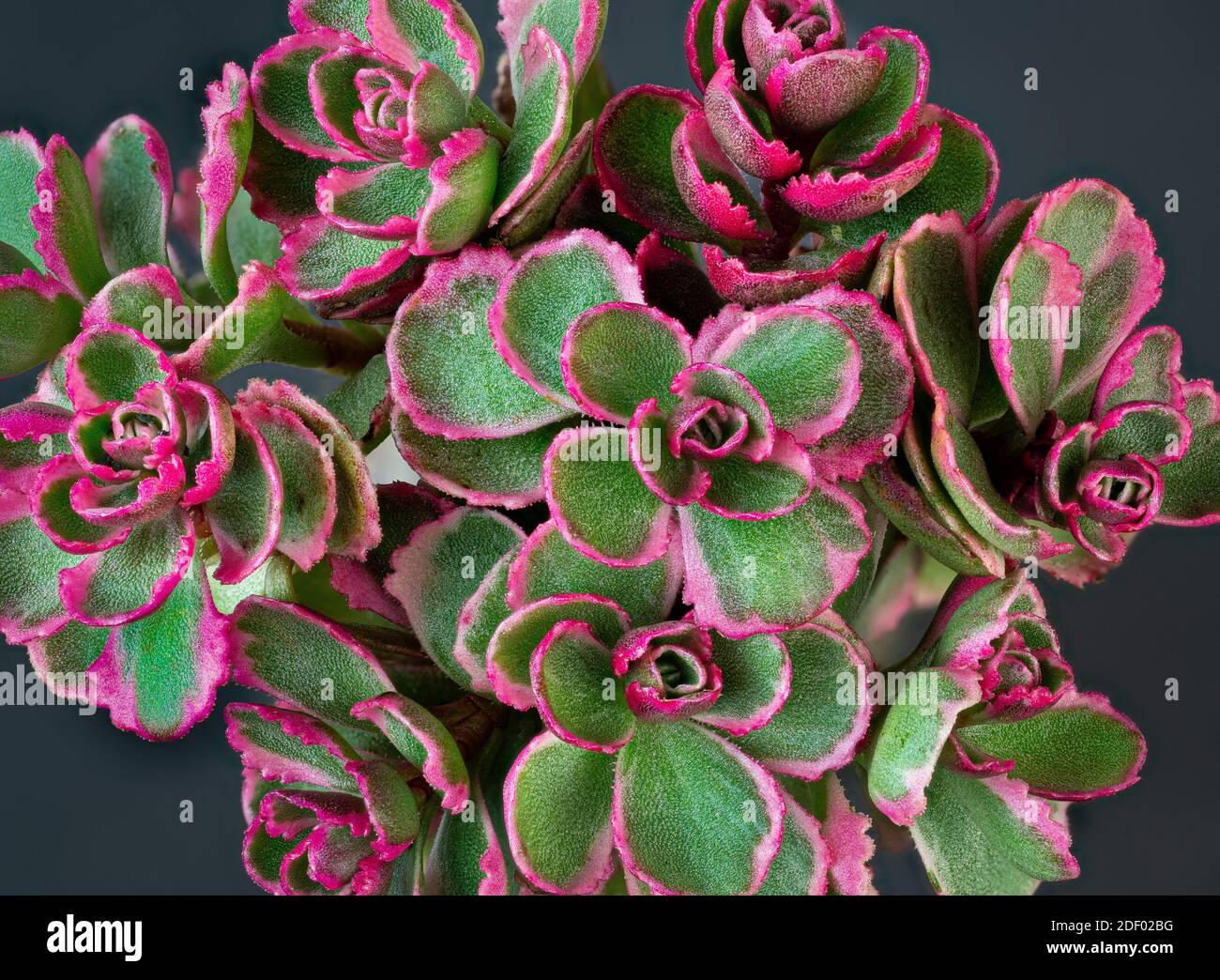 Close-up view of small bouquet of tricolor sedum (Sedum spurium). Stock Photo
