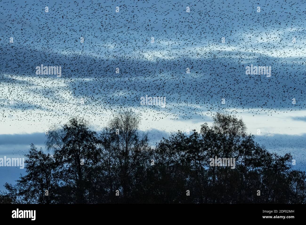 UK Weather: Evening starling murmuration over Ham Wall RSPB reserve, part of Avalon marshes wetlands nature reserve in Somerset, UK Stock Photo