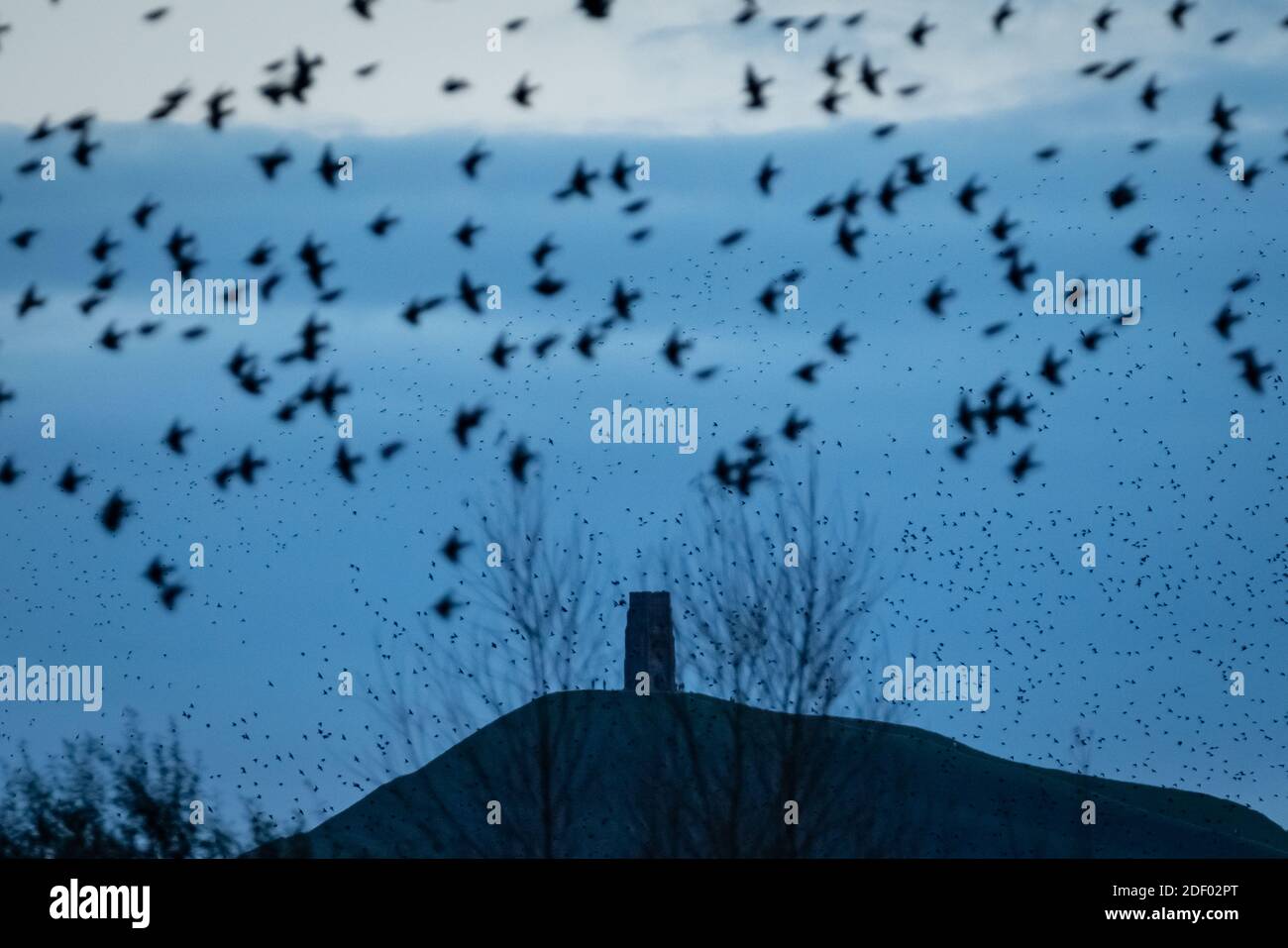 UK Weather: Evening starling murmuration over Ham Wall RSPB reserve, part of Avalon marshes wetlands nature reserve in Somerset, UK Stock Photo