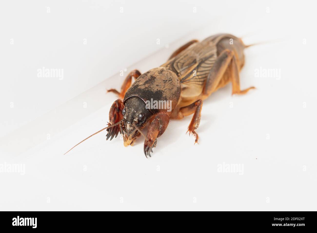 Are Mole Crickets Harmful To Dogs