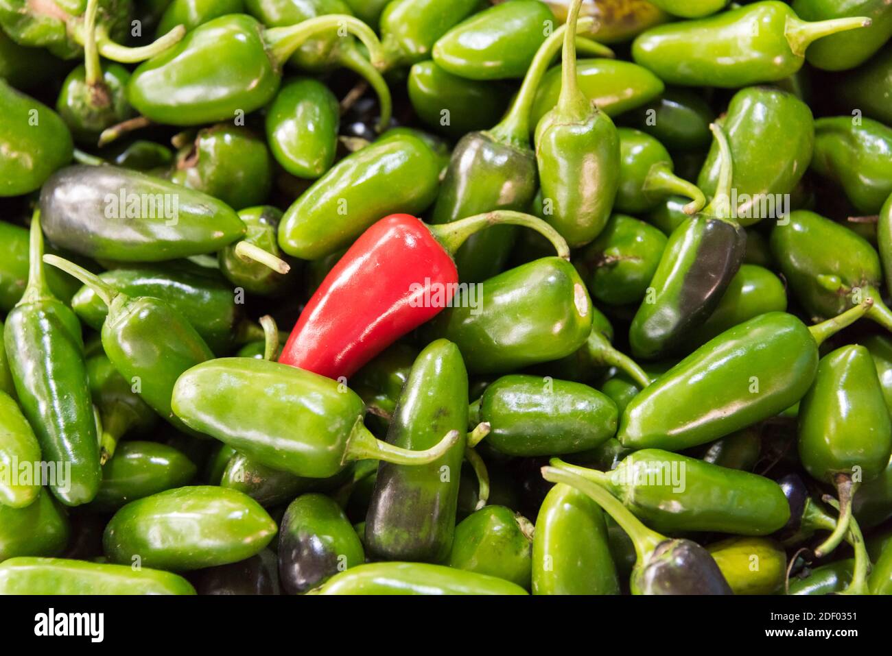 Selling peppers at the market, Kathmandu, Nepal Stock Photo