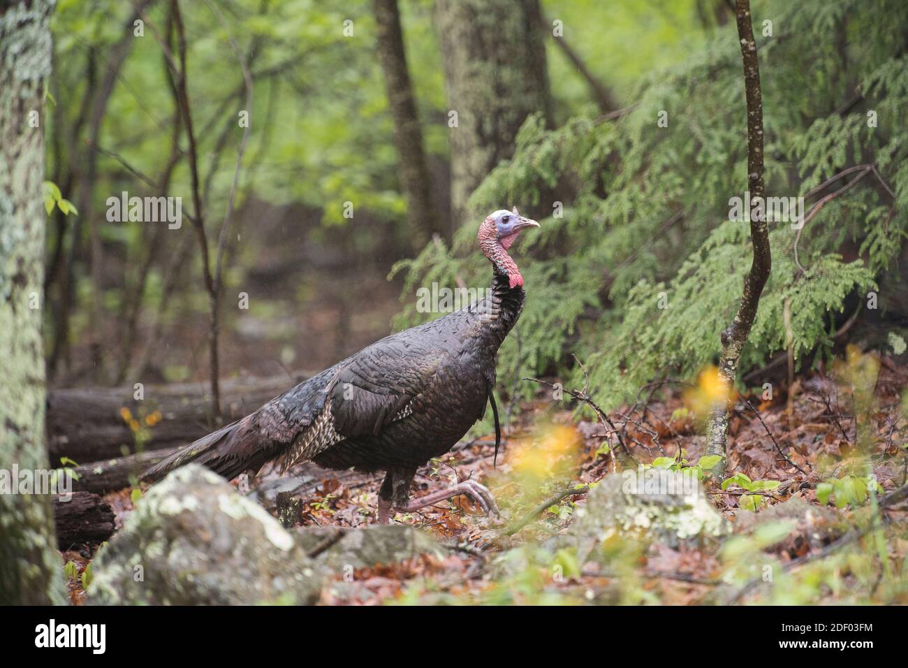 Walking turkey bird hires stock photography and images Alamy