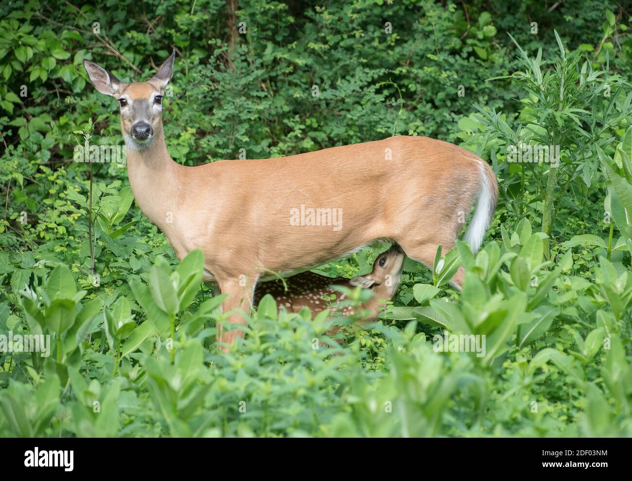 A doe, white-tailed deer nurses a fawn amidst tall plants found along the forests that border Skyline Drive, part of the Shenandoah National Park in V Stock Photo