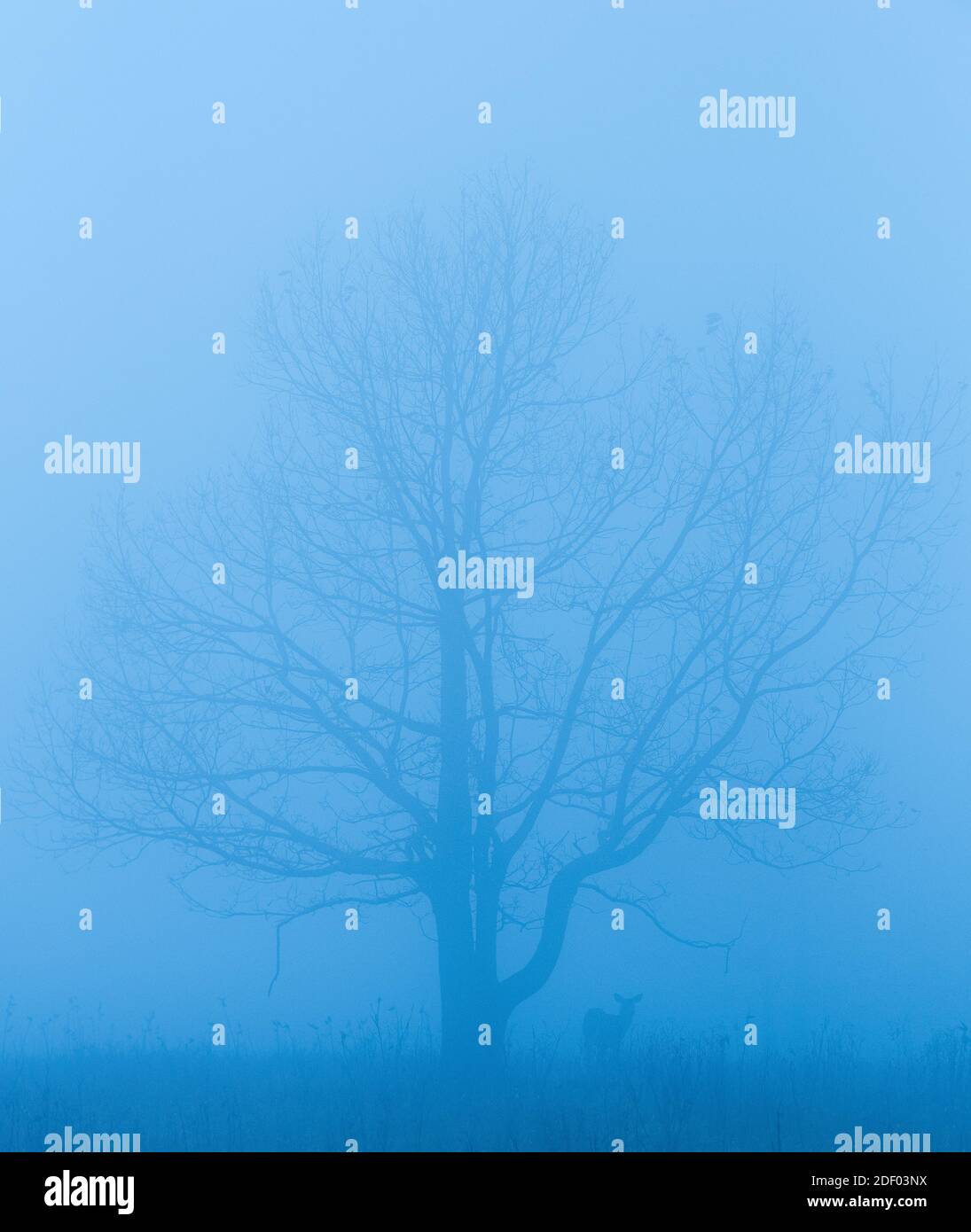 A white-tailed deer stands next to a tree in fog. Stock Photo