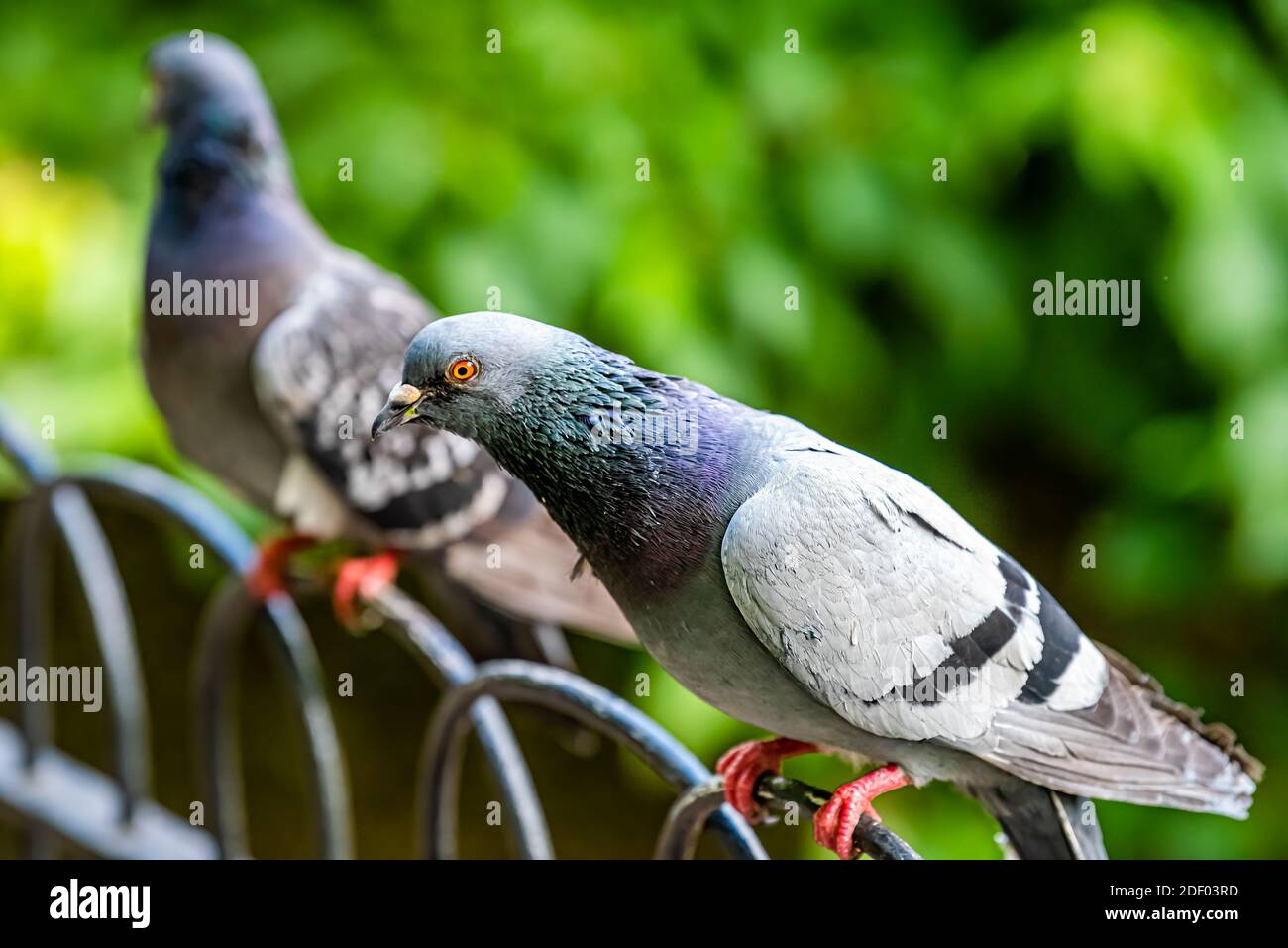 Pigeons with red feet hires stock photography and images Alamy
