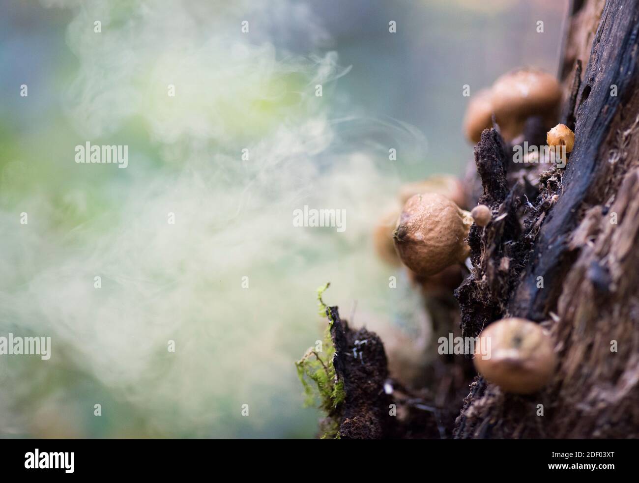 Mushrooms release a cloud of spores into the air of the surrounding forest in Shenandoah National Park, Virginia. Stock Photo
