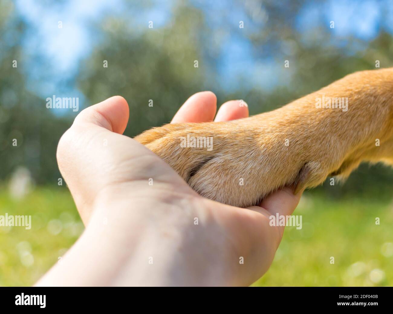 Human hand holding her best friends paw, symbolizing special bond between human and her dog Stock Photo - Alamy Human hand holding her best friends paw, symbolizing special bond between human and her dog Stock Photo - Alamy