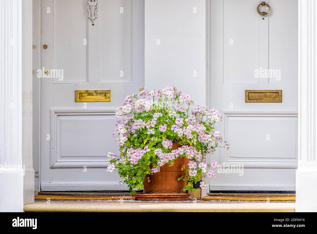 Pink white color geranium flower basket box potted pot decoration in summer by doorstep porch of doors with mail slots and knob knockers in Chelsea, L Stock Photo