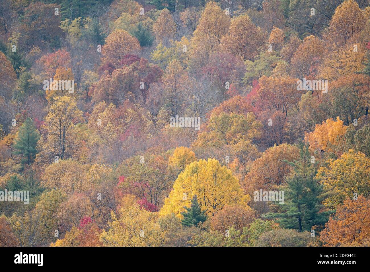 Fall foliage blankets the forests in the Shenandoah National Park and Shenandoah Valley in Virginia. Stock Photo