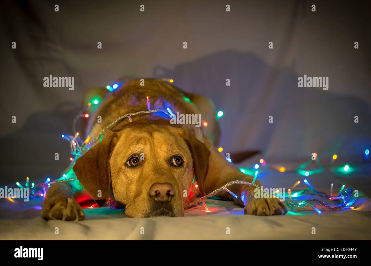 An unhappy, scared dog labrador retriever posing with colorful Christmas lights wrapped aroung her. Stock Photo
