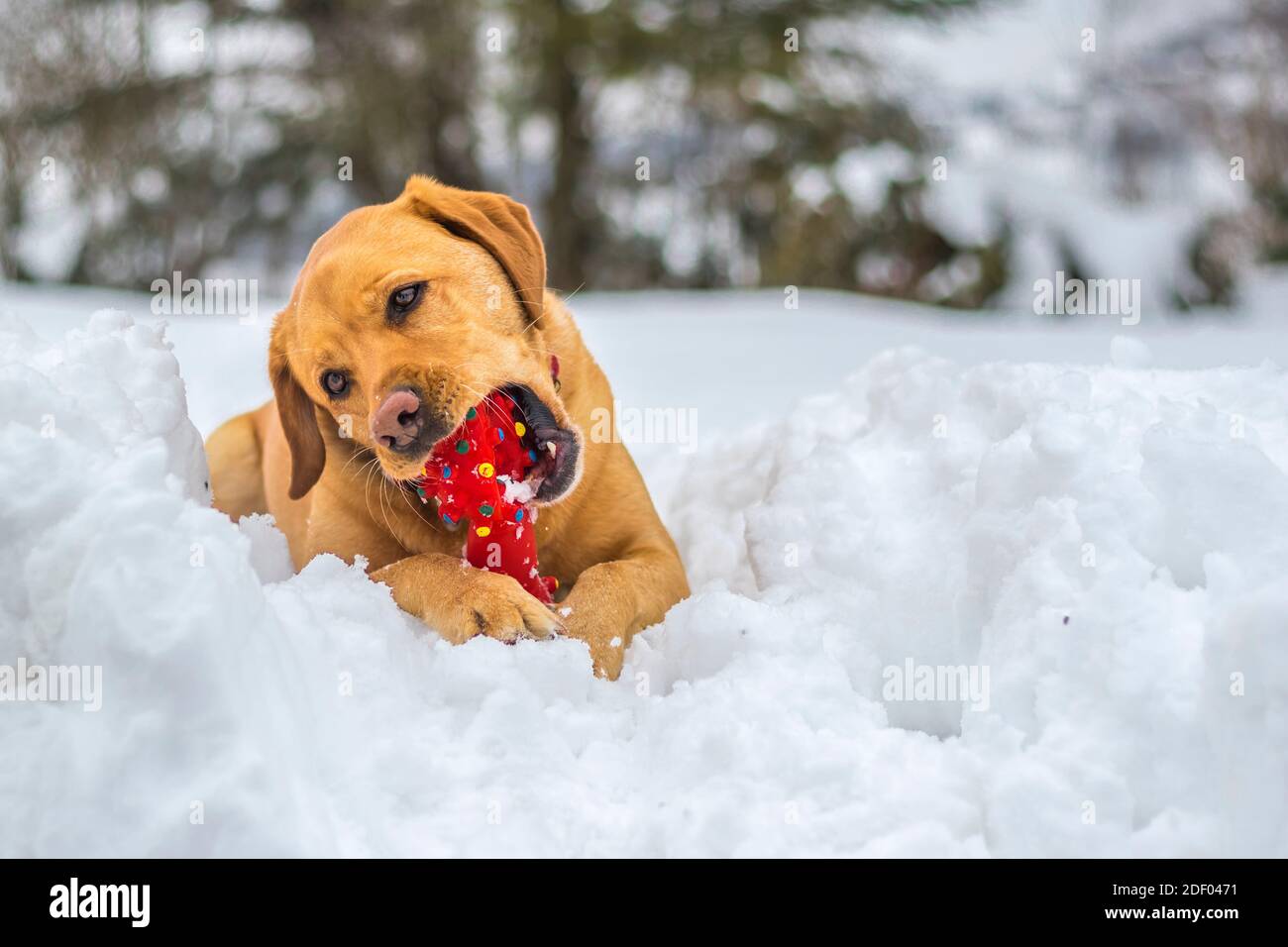 Fox Red Labrador Retriever Dog Playing And Chewing Her Favourite Red Toy While Resting In Deep Snow On A Cold Winter Day Stock Photo Alamy