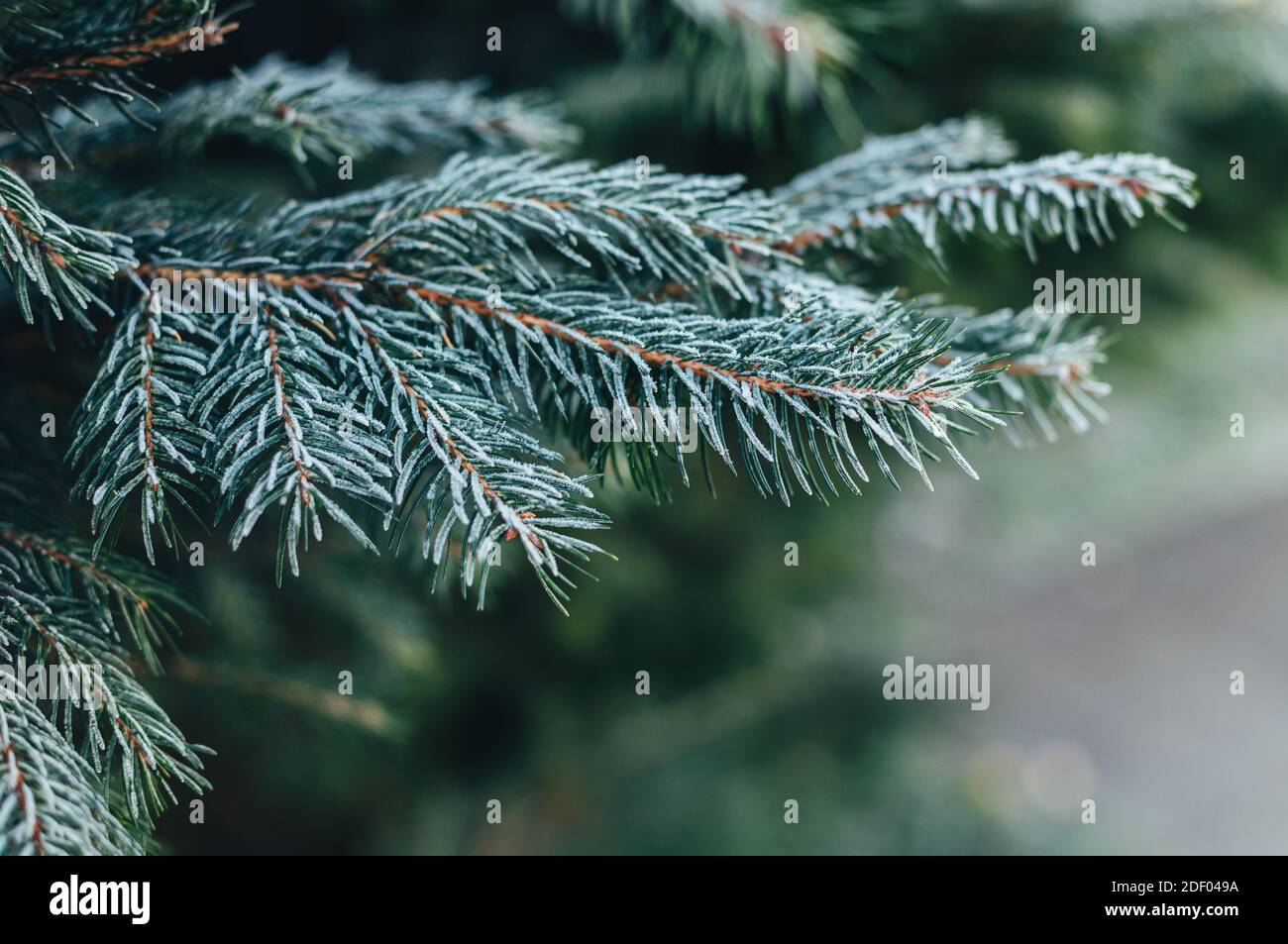 Branches of a fir tree hi-res stock photography and images - Alamy