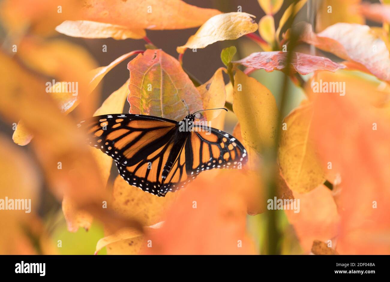 A monarch butterfly rests on an orange leaf. Stock Photo