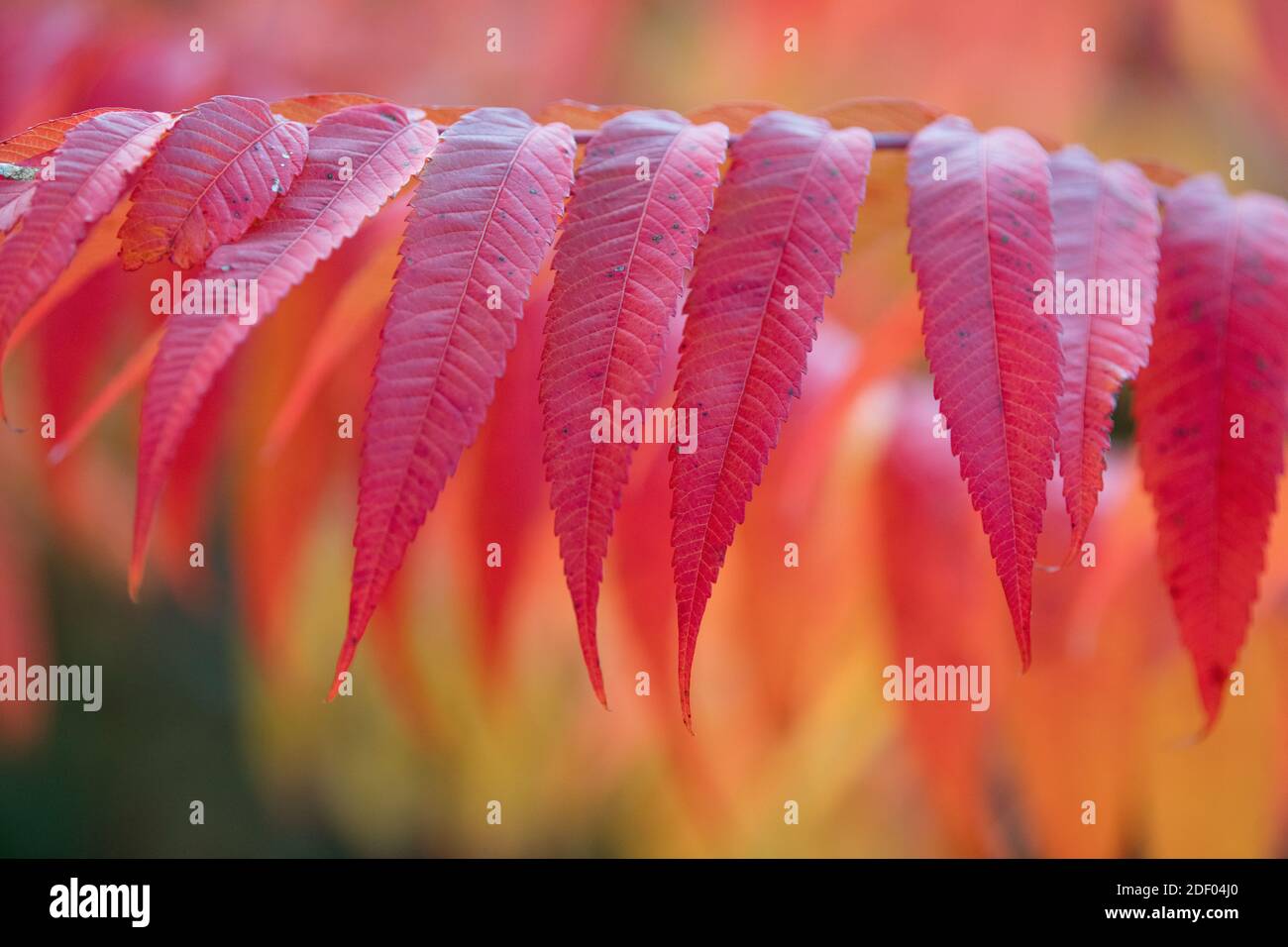 Red, orange and yellow colors appear on Sumac leaves in autumn. Stock Photo