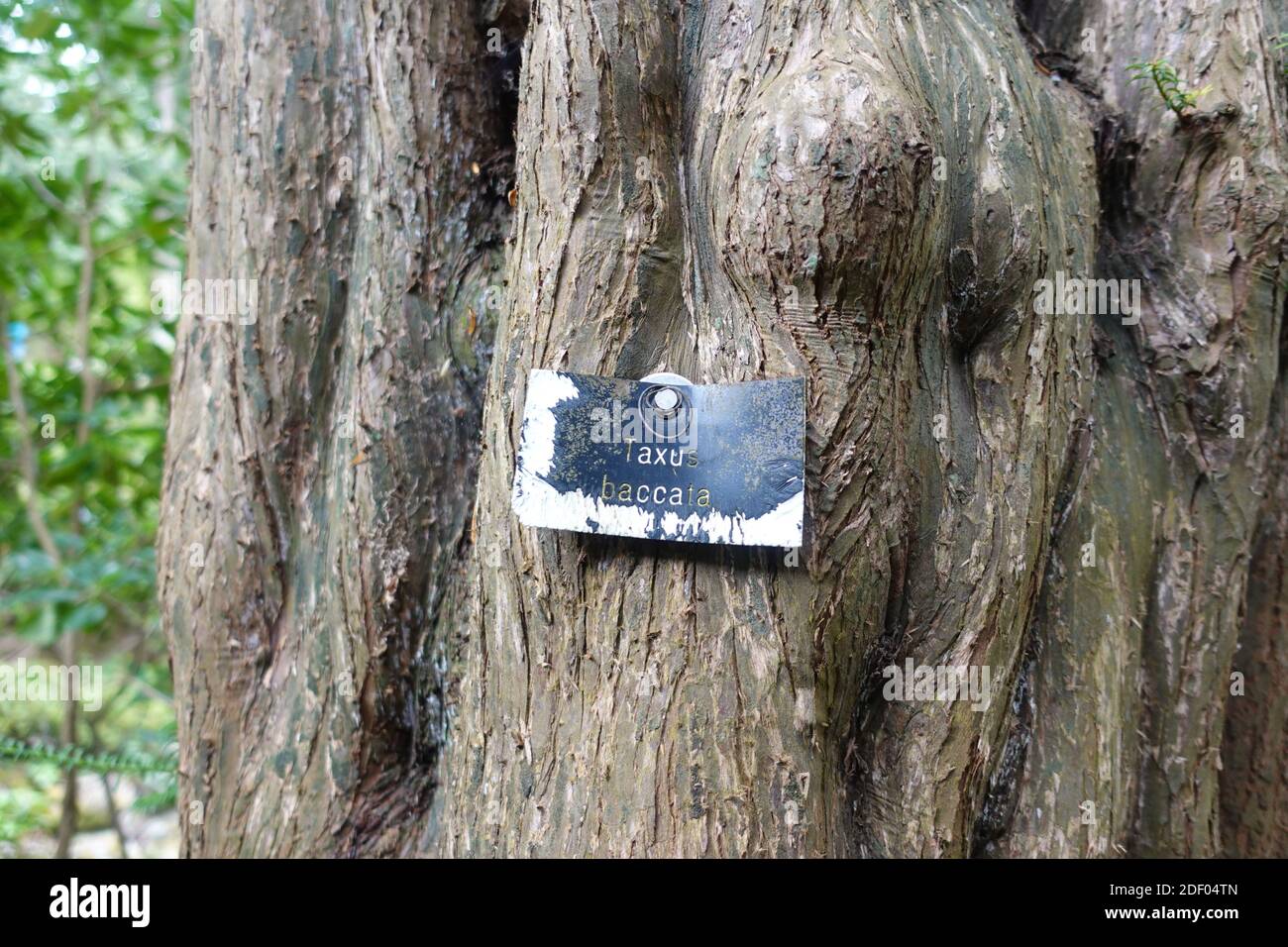 A close-up of the trunk of a common european yew tree with a 'taxus baccata' label in Bodnant Garden, Wales. Stock Photo