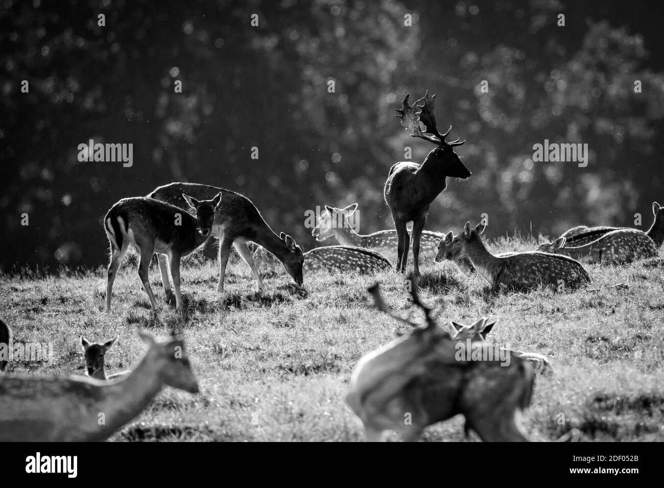 Wildlife in the city Black and White Stock Photos & Images - Alamy