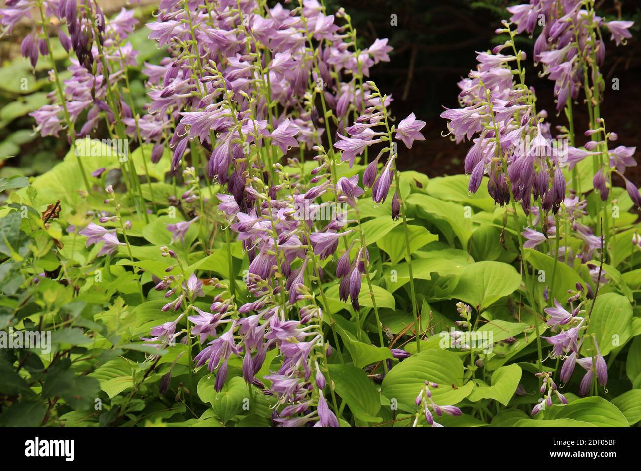 A group of flowering August Moon Hostas in the summer in Wisconsin, USA Stock Photo