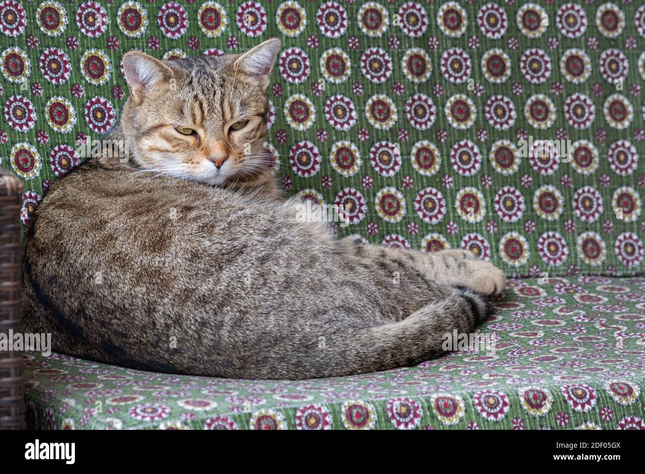 Tabby cat lying down on a sofa outside Stock Photo - Alamy