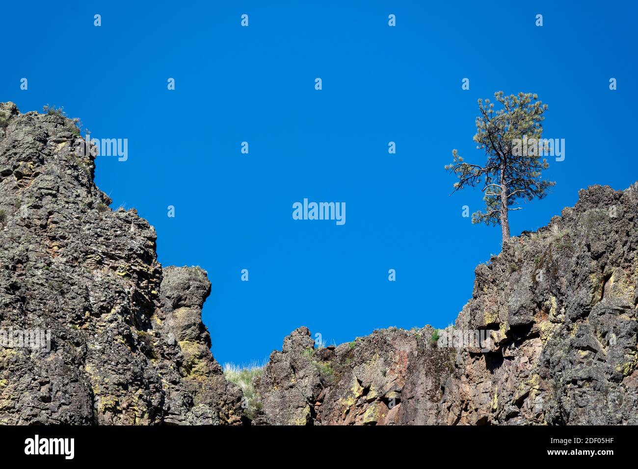 Ponderosa pine tree growing above a cliff in the Wenaha River Canyon, Oregon. Stock Photo