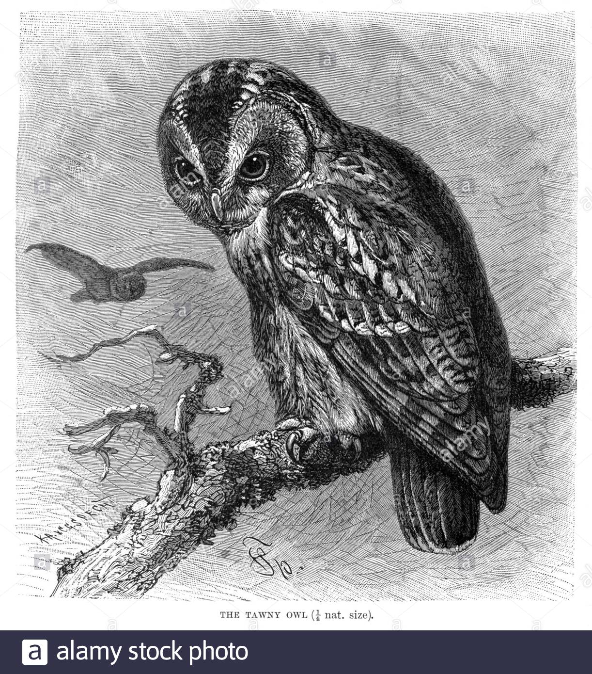 Tawny Owl, vintage illustration from 1895 Stock Photo