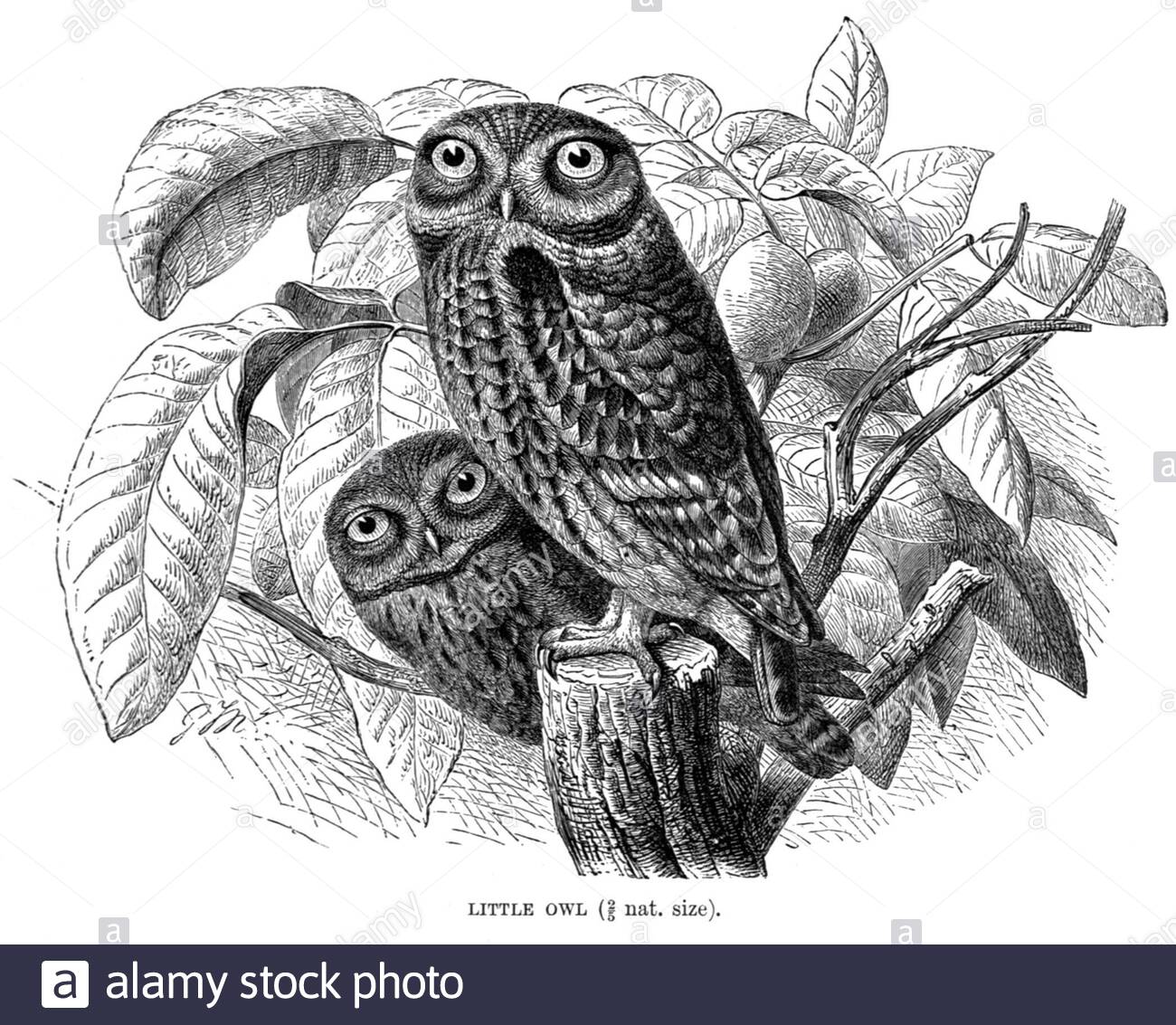 Vintage ornithological prints Cut Out Stock Images Pictures Alamy