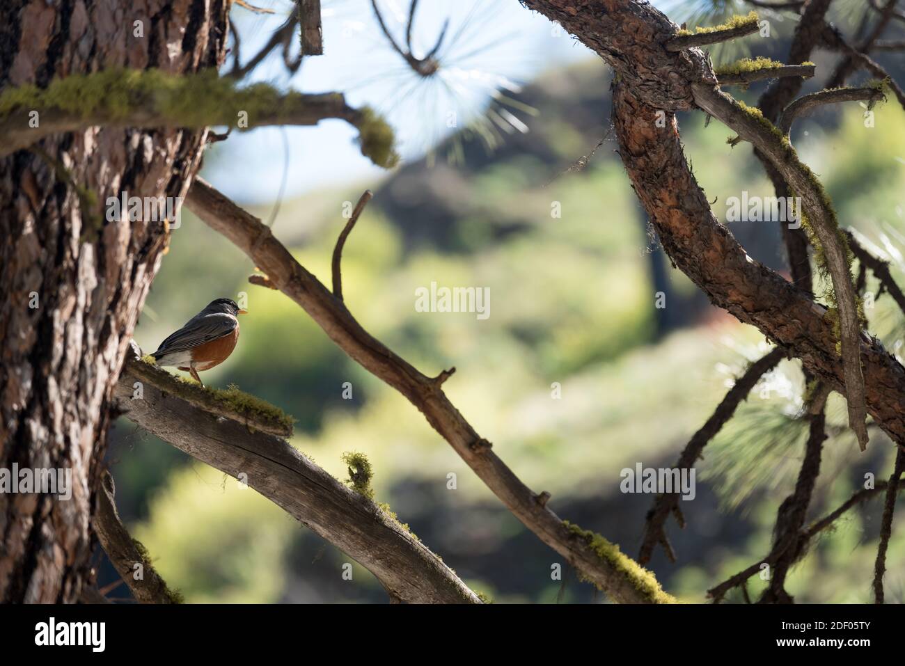 Robin on the branch of Ponderosa pine tree, Wenaha River Canyon, Oregon. Stock Photo