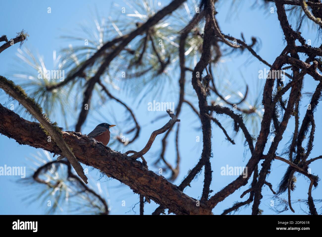 Robin on the branch of Ponderosa pine tree, Wenaha River Canyon, Oregon. Stock Photo