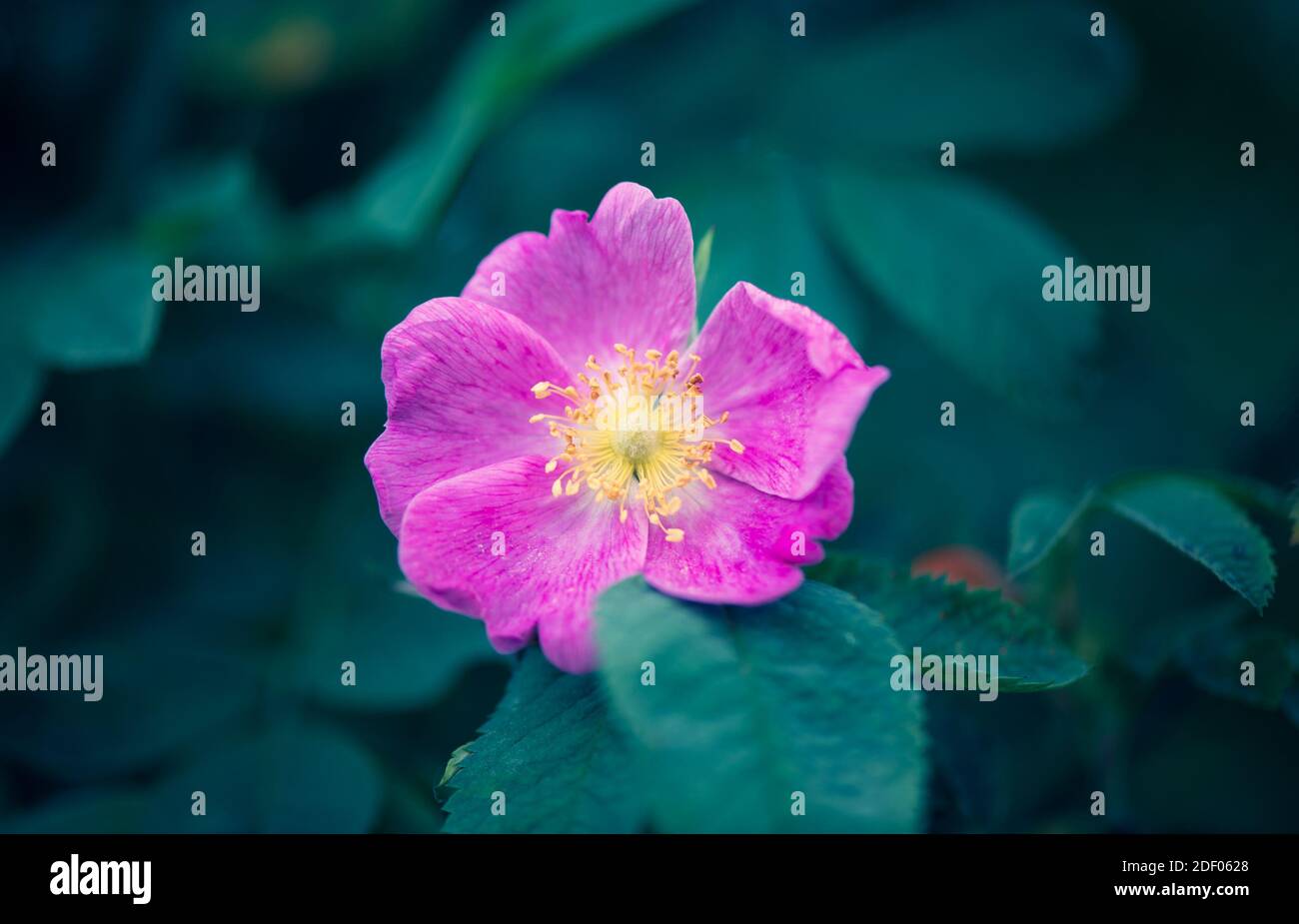 Pink rosehip flower stands out against a dark green background of greenery. The beauty in nature.  Stock Photo