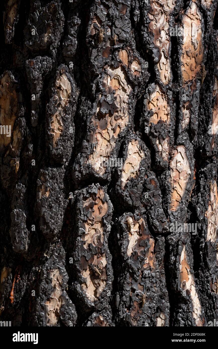 Ponderosa pine tree trunk burnt in the 2015 Grizzly Fire, Oregon. Stock Photo