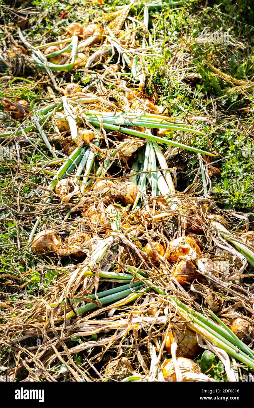 yellow onions and shallots drying in the summer sun in a permaculture