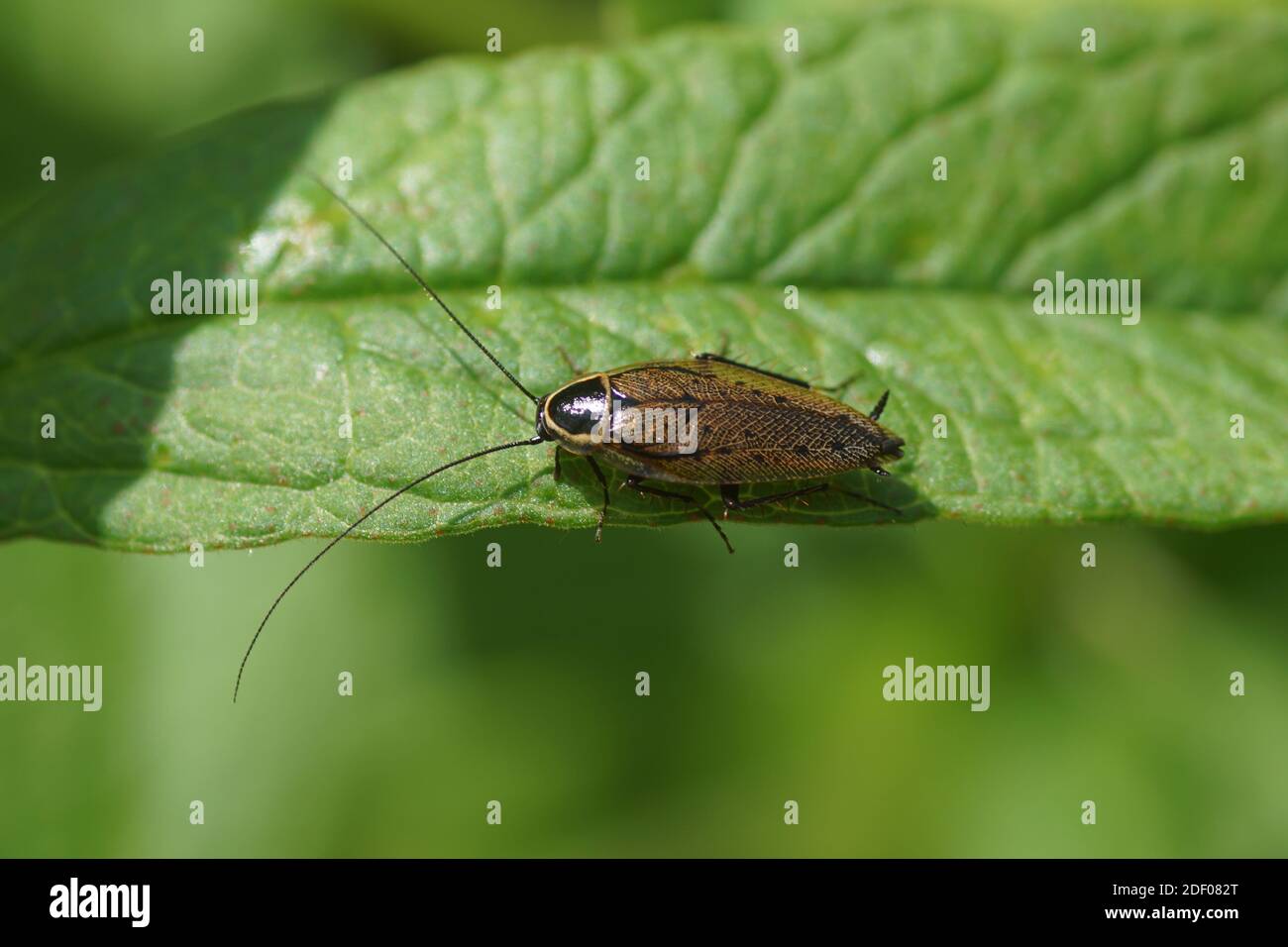Male forest cockroach, lesser cockroach (Ectobius sylvestris) on a leaf. A cockroach in the family Ectobiidae. Netherlands, summer, June Stock Photo